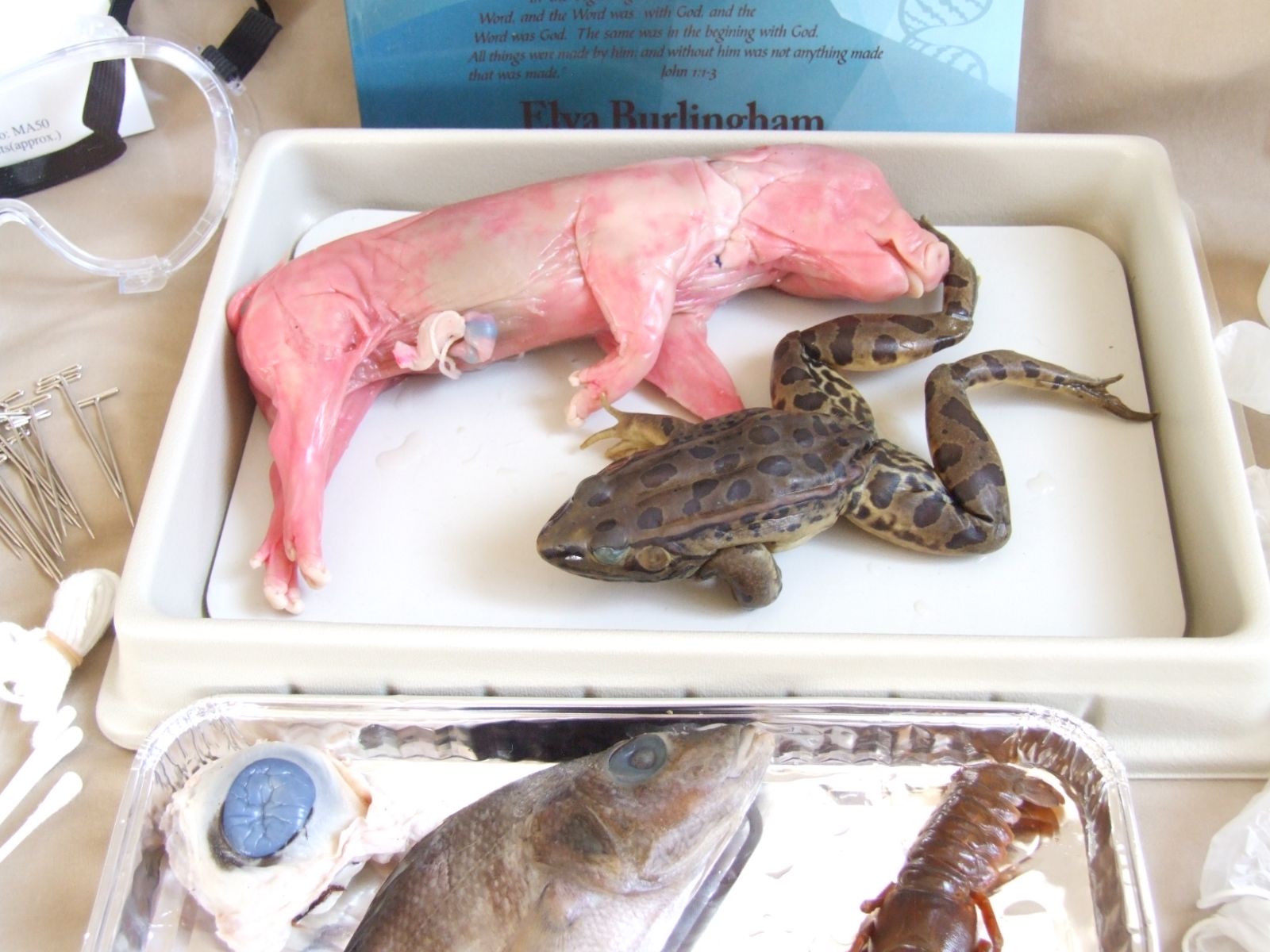 Fetal pig and frog in the dissection tray with pins and instruments